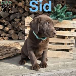 Sid, Chocolate Labrador Retriever Puppy